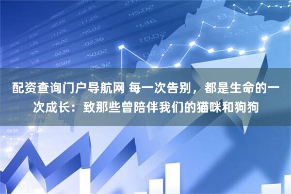 配资查询门户导航网 每一次告别，都是生命的一次成长：致那些曾陪伴我们的猫咪和狗狗